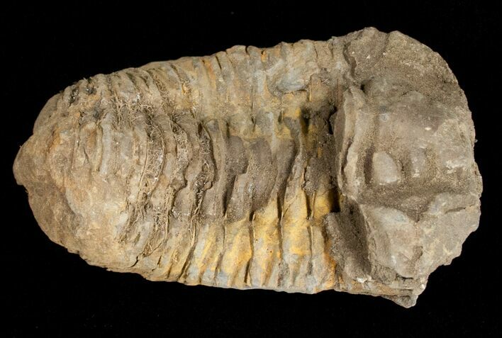 Calymene Trilobite From Morocco - Large Size #11619